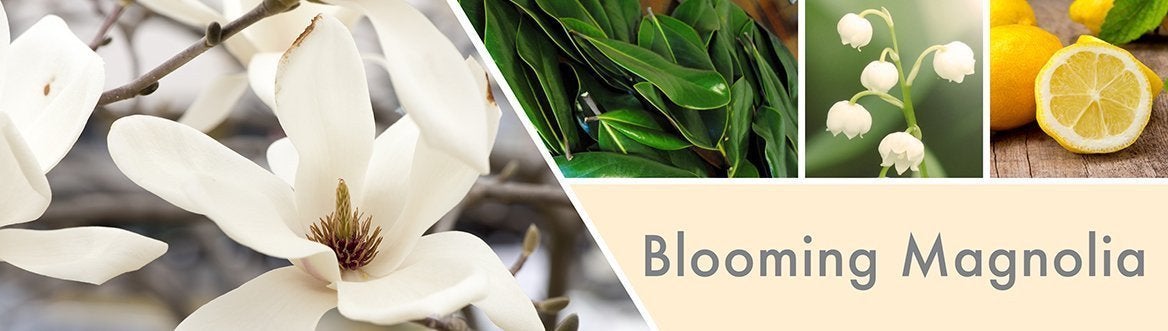 goose-creek-Blooming-Magnolia